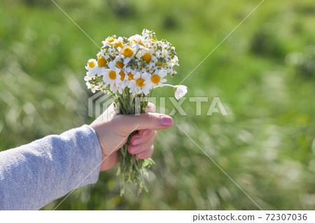 A bouquet of field daisies in a female hand on a background of green grass A bouquet of field daisies in a female hand on a background of green grass 72307036
