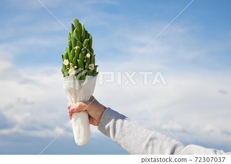 A small bouquet of green pea pods against a blue sky A small bouquet of green pea pods against a blue sky 72307037