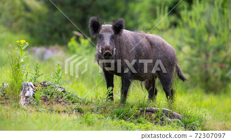 Wild boar standing on grassland in summertime nature 72307097