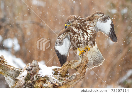 Majestic common buzzard sitting on branch with open wings in snowy atmosphere Majestic common buzzard sitting on branch with open wings in snowy atmosphere 72307114