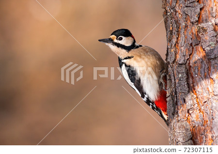 Great spotted woodpecker griping to the tree in garden and looking aside Great spotted woodpecker griping to the tree in garden and looking aside 72307115