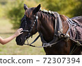 Girl gently touches of her hand a head of brown horse 72307394