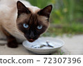 Beautiful Siamese cat with blue eyes eats fish from a saucer 72307396