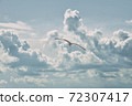 Lonely seagull flies against the background of clouds 72307417