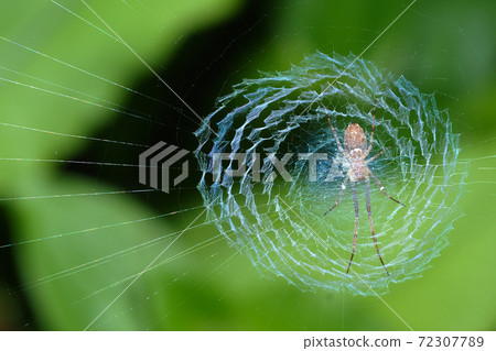 Nest of the caterpillar spider Nest of the caterpillar spider 72307789