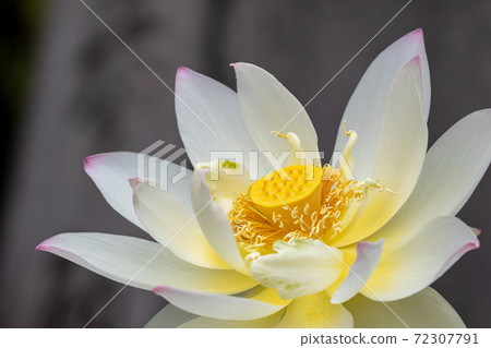 Lotus flower Lotus flower 72307791