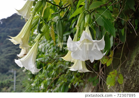 Dachura flowers Dachura flowers 72307895