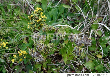 After the flower of Crepidiastrum 72307933