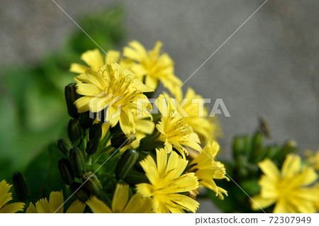 Crepidiastrum flower Crepidiastrum flower 72307949