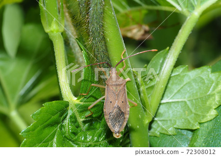 Hoshi Hararillo Helicopter bug 72308012