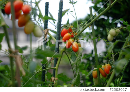  Mini Tomato 72308027