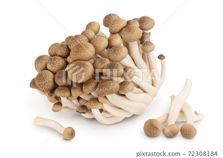 Brown beech mushrooms or Shimeji mushroom isolated on white background with clipping path and full depth of field. Brown beech mushrooms or Shimeji mushroom isolated on white background with clipping path and full depth of field. 72308184