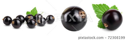 black currant with leaves isolated on white background with clipping path and full depth of field. Set or collection black currant with leaves isolated on white background with clipping path and full depth of field. Set or collection 72308199
