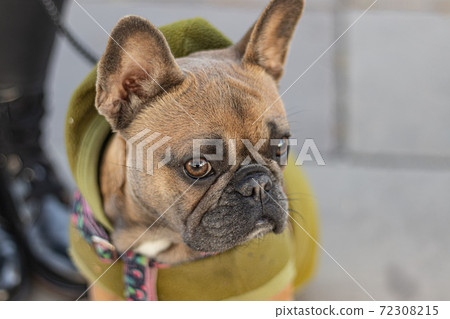 Cute French Bulldog in Hoodie sitting portrait 72308215