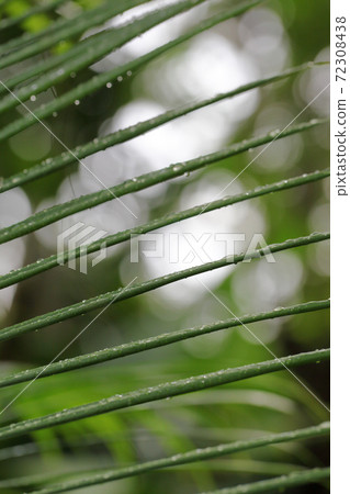 Kicas Siamensis leaves, raindrops and sunbeams Kicas Siamensis leaves, raindrops and sunbeams 72308438