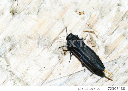 長tam之伴 72308488