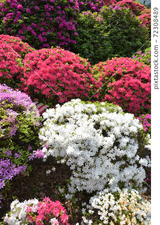 文京Tsu節 72308489