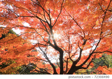 秋葉（光束） 72308490