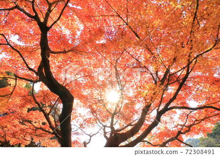 Autumn leaves (sunbeams) Autumn leaves (sunbeams) 72308491