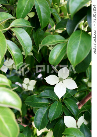 Evergreen dogwood Tokiwa dogwood Evergreen dogwood Tokiwa dogwood 72308854