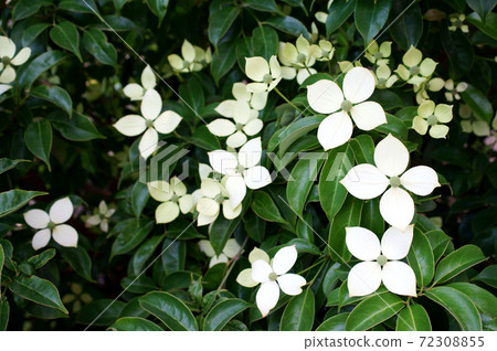 Evergreen dogwood Tokiwa dogwood 72308855