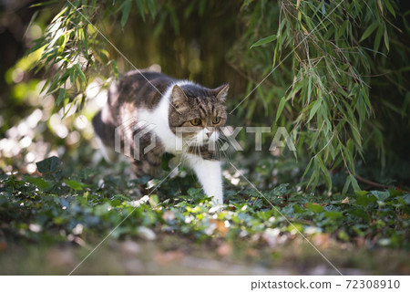 tabby white cat walking through green garden 72308910