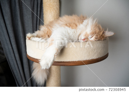 cream white maine coon cat sleeping on scratching post 72308945