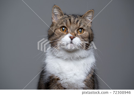 cute tabby white british shorthair cat portrait 72308946