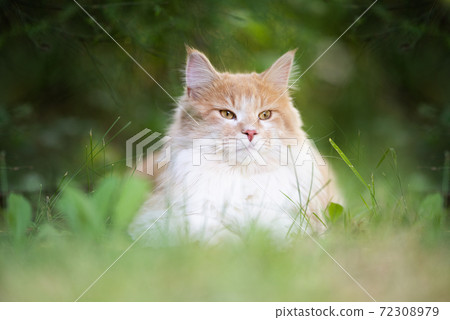 maine coon cat resting on green grass observing garden maine coon cat resting on green grass observing garden 72308979