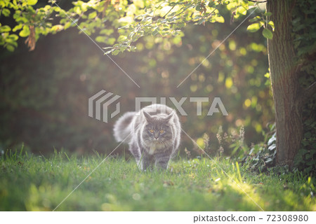 fluffy maine coon cat walking in sunny garden fluffy maine coon cat walking in sunny garden 72308980