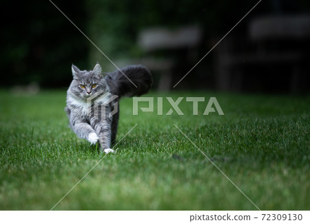 playful gray white tabby maine coon cat on green lawn playful gray white tabby maine coon cat on green lawn 72309130