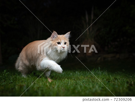 cream colored maine coon cat hunting at night 72309206