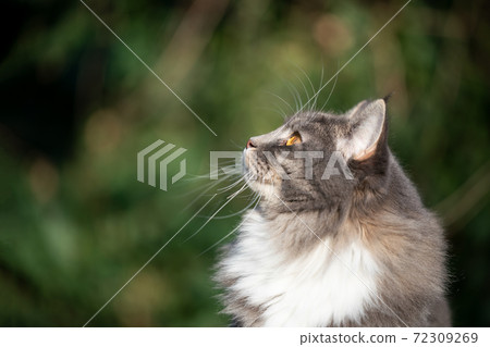 curious maine coon cat looking up in nature 72309269
