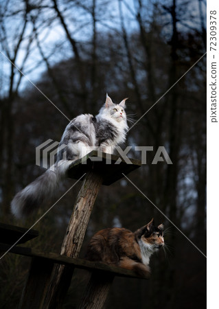 two maine coon cats on scratching post tree outdoors 72309378