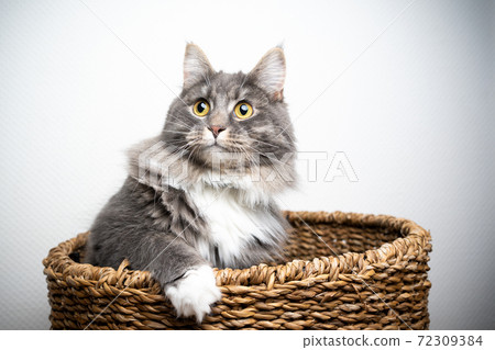 curious cat resting inside of basket curious cat resting inside of basket 72309384