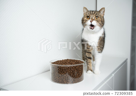 tabby white cat and a huge bowl of dried food 72309385