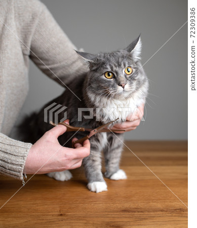 pet owner grooming pet cutting fur with scissors pet owner grooming pet cutting fur with scissors 72309386