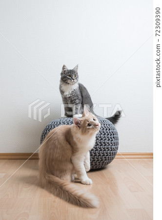 two young curious maine coon cats 72309390