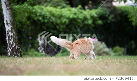 two playful cats in the garden 72309415