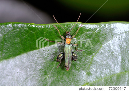 Longhorn Beetle (Ishigaki Island, Okinawa Prefecture) Longhorn Beetle (Ishigaki Island, Okinawa Prefecture) 72309647