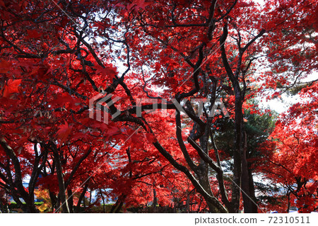 Former Nanbu villa garden of autumn leaves Former Nanbu villa garden of autumn leaves 72310511