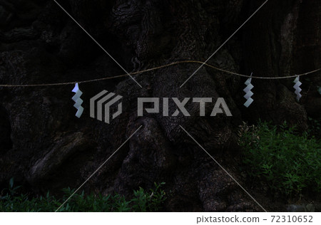 紙掛在國家指定的自然紀念物熱海市的黑宮神社的神聖樹上 72310652