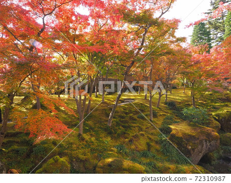 箱根美術館的秋葉 72310987