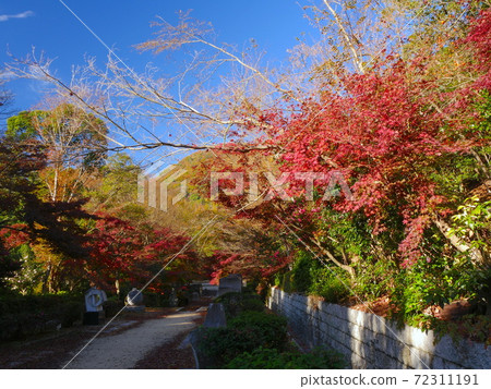 Autumn leaves in Hyogo Prefectural Kabutoyama Forest Park Autumn leaves in Hyogo Prefectural Kabutoyama Forest Park 72311191