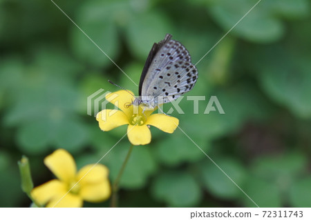 Yamato Shijimicho: I'm looking for nectar by stopping at the flower of Oxalis. 72311743
