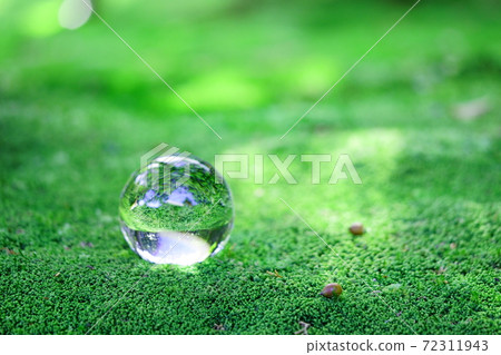 The fascination of the moss garden 29 72311943