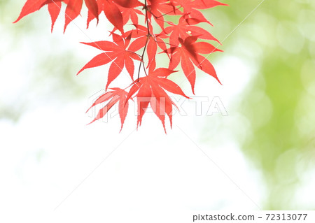 德莊 德莊 72313077