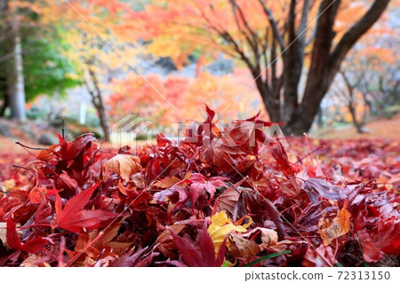 Autumn scenery: Fallen leaves of maple Autumn scenery: Fallen leaves of maple 72313150