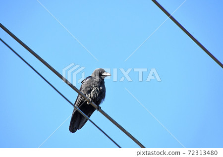 Hashitsuto玻璃停在電線上 Hashitsuto玻璃停在電線上 72313480