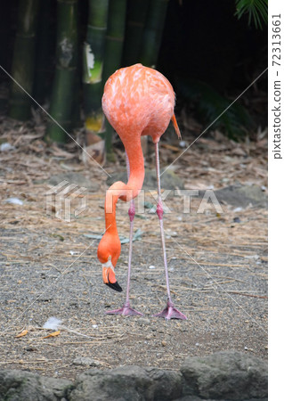 Flamingo facing down Flamingo facing down 72313661